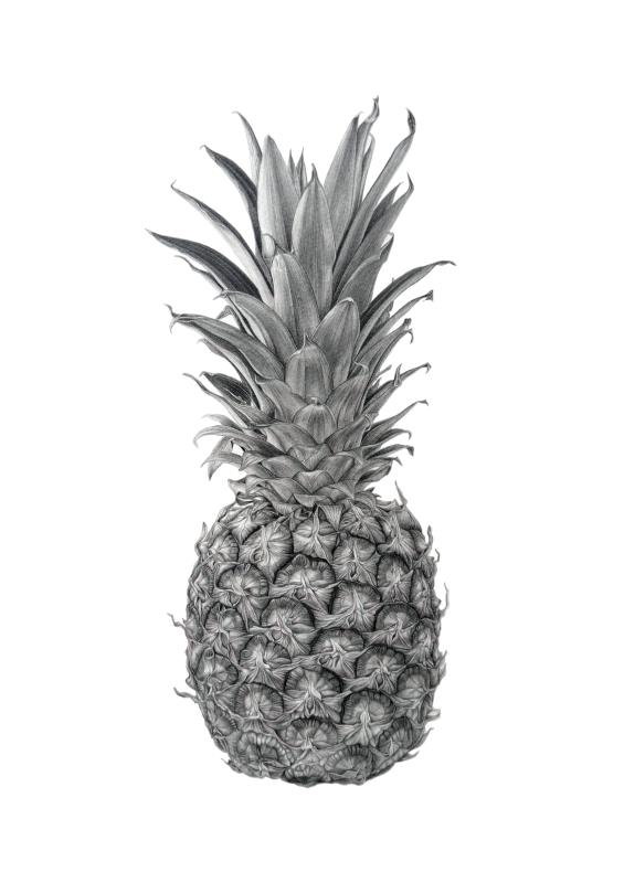 Ananas comosus
